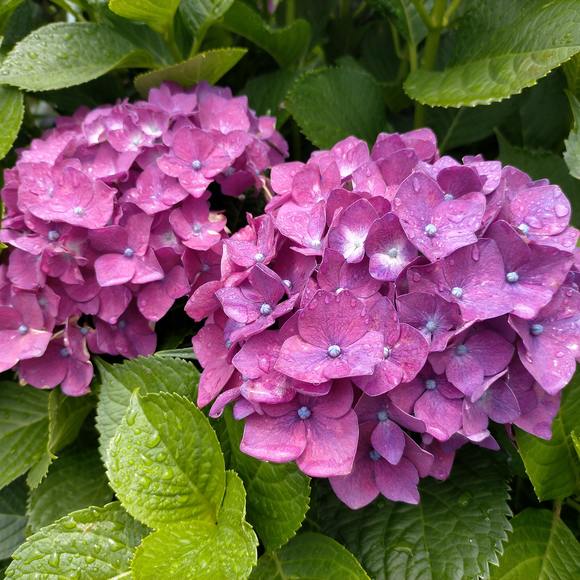 allisonw5274